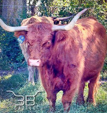 Deep Red Scottish Highland Cow Available
