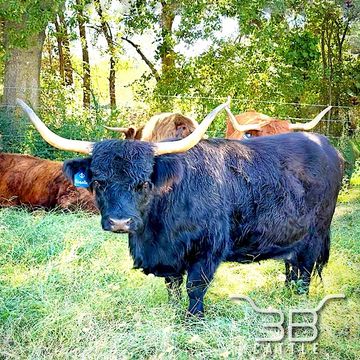 Black Scottish Highland Cow