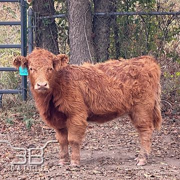 Miniature Scottish Highland heifer calf