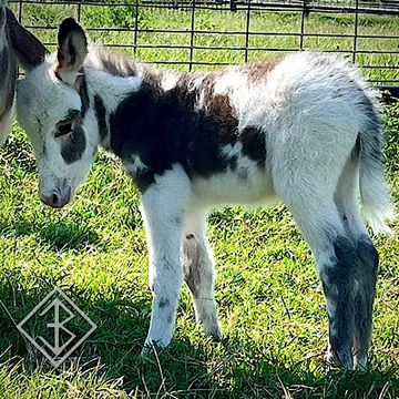 Miniature wooly donkey for sale
