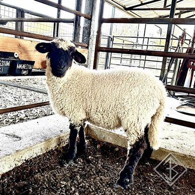 Valais Blacknose Sheep