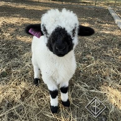 Valais Blacknose Sheep