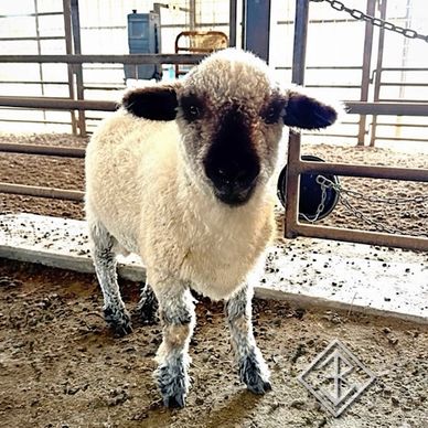 Valais Blacknose Sheep