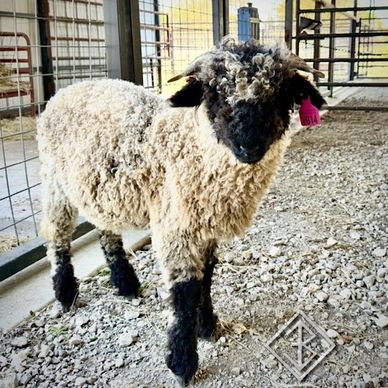 Valais Blacknose Sheep
