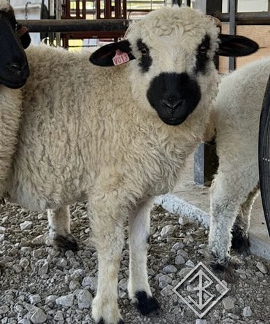 Valais Blacknose Sheep