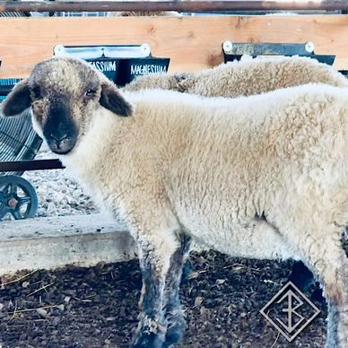 Valais Blacknose Sheep