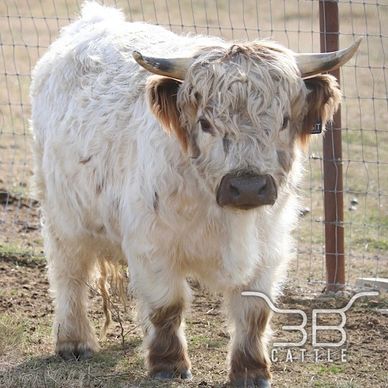 Micro miniature highpark bull
