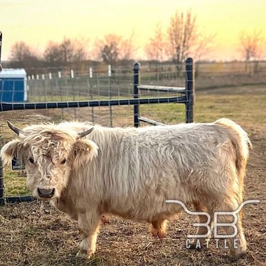 Micro mini silver highland bull