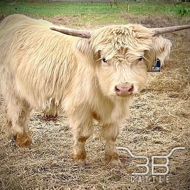 Miniature Scottish highland bull