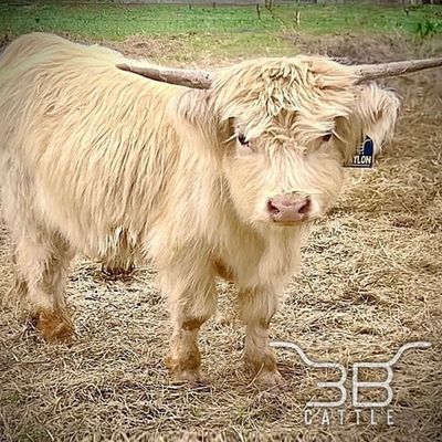 miniature pure highland breeding bull