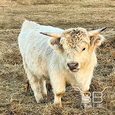 Miniature highpark breeding bull