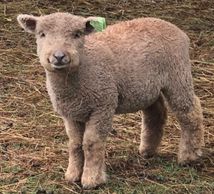 White Southdown Babydoll miniature Sheep Ewe