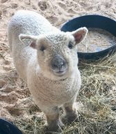 White Southdown Babydoll Miniature Sheep Ewe