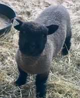 Black Southdown Babydoll miniature Sheep Ewe