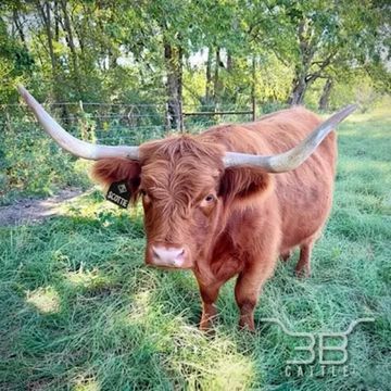 Red Scottish Highland Cow - fluffy cow for sale in Oklahoma - 3B Cattle