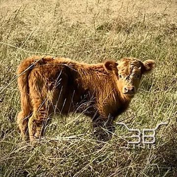 Mini silver highland bullcalf Curtis - fluffy mini cows for sale in Oklahoma - 3B Cattle