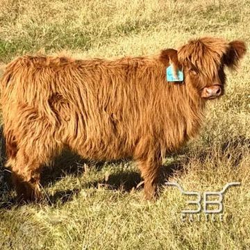 Mini highland heifer calf Summer - fluffy mini cow for sale in Oklahoma - 3B Cattle