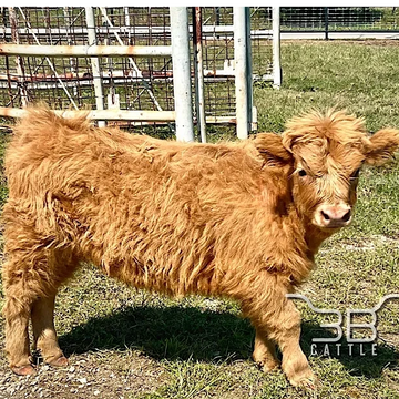 Mini highland heifer calf Tansy- fluffy mini cow for sale in Oklahoma - 3B Cattle