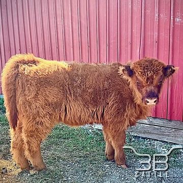 Mini highland heifer calf Mona - fluffy mini cow for sale in Oklahoma - 3B Cattle