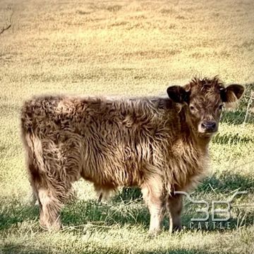 Mini highland bull calf - fluffy mini cow for sale in Oklahoma - 3B Cattle