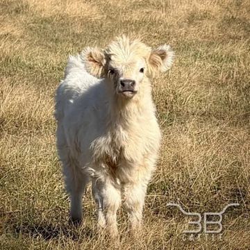 Mini highland silver heifer calf Willow - fluffy mini cow for sale in Oklahoma - 3B Cattle