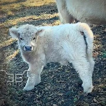 Mini silver highland bullcalf - fluffy mini cows for sale in Oklahoma - chondro positive - 3B Cattle