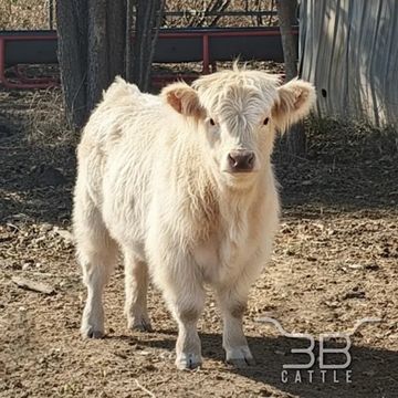 Mini chondro positive highland bull calf - fluffy mini cow for sale in Oklahoma - 3B Cattle