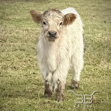 Micro miniature highpark bull calf Eli - fluffy cows for sale - 3B Cattle