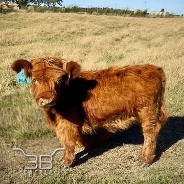 Mini highland heifer calf Mia- fluffy mini cow for sale in Oklahoma - 3B Cattle