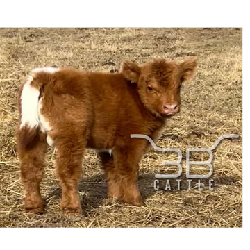 miniature parti highland calf