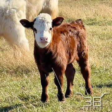 Mini highland panda heifer calf Whitney - fluffy mini cow for sale in Oklahoma - 3B Cattle