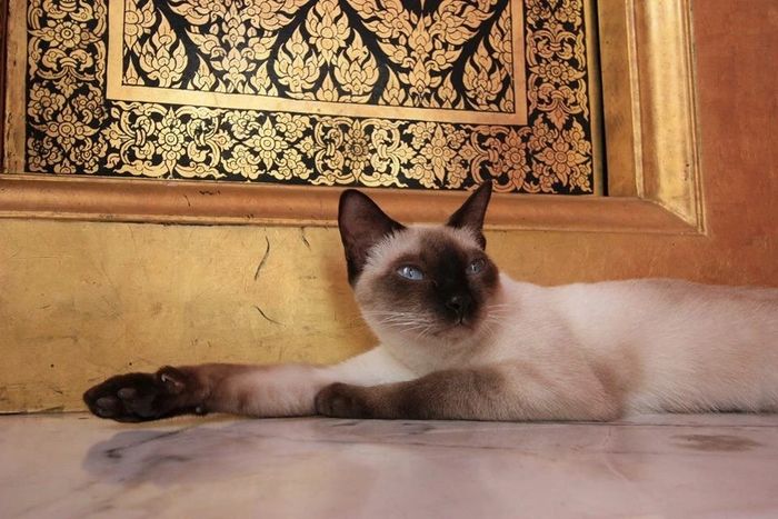 Siamese Temple cat, Thai Cat