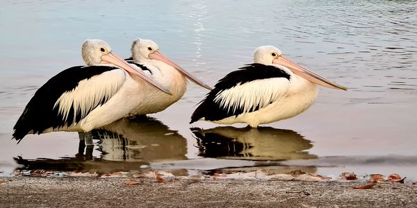 Pelicans enjoying clean, unpolluted water.