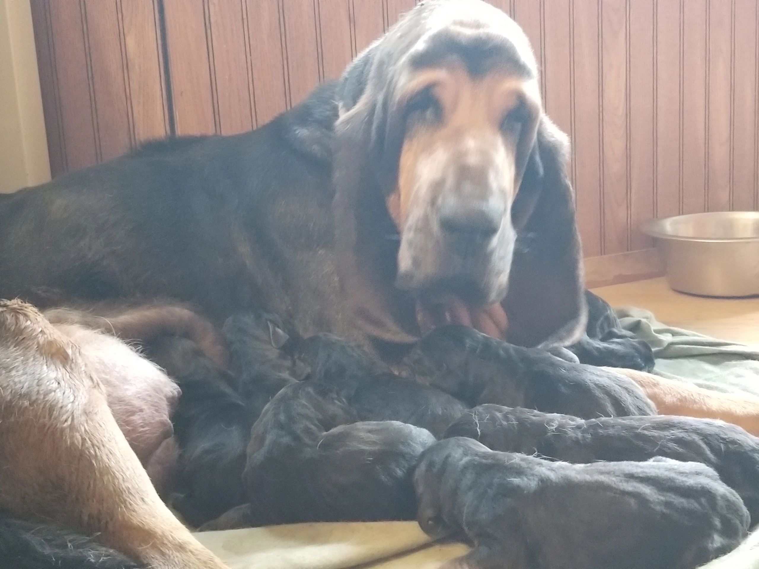 Rosie with her newborn puppies 2025.