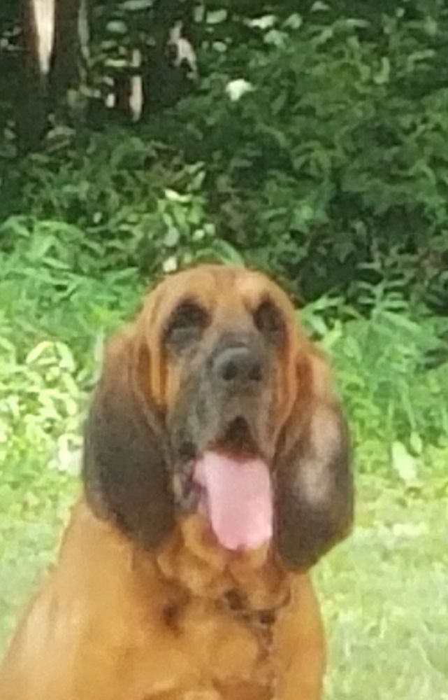 A brown dog with long ears sitting outdoors with its tongue out.