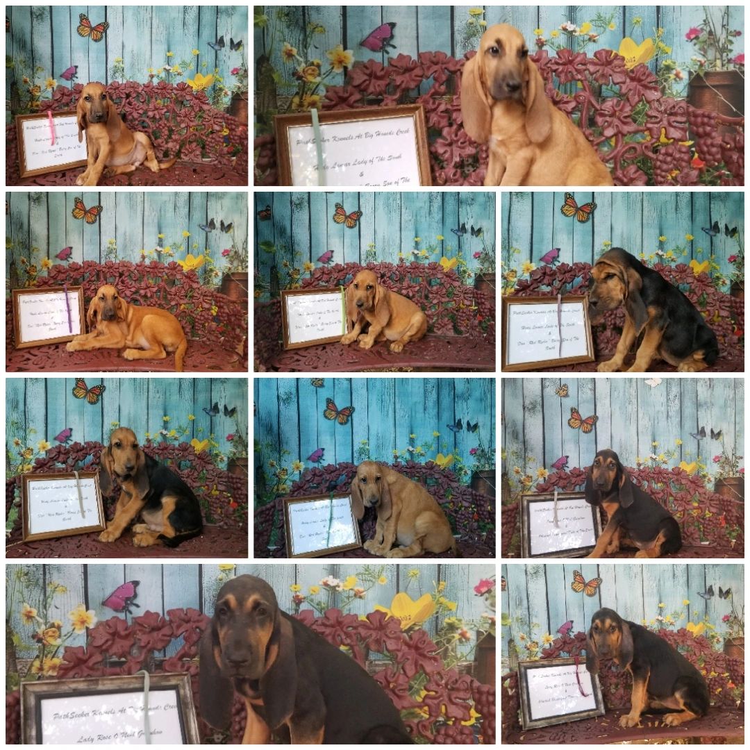 Nine photos of bloodhound puppies sitting on a bench awaiting their Fur-Ever families🐾❤