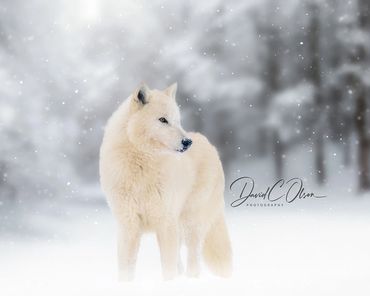 pictures of artic wolves in snow. Bets pictures of wolves.