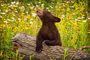 cute animal picture of bear cu and butterfly-best bear cub images-wildlife photography wall art