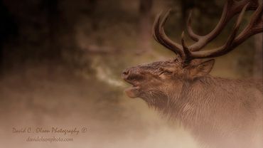 Forest Bugle- Bull Elk-Pictures-