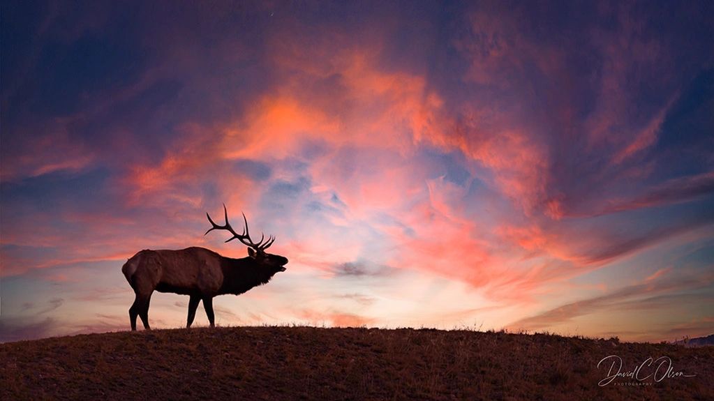 Best elk bugling images in Wyoming-Yellowstone elk pictures best