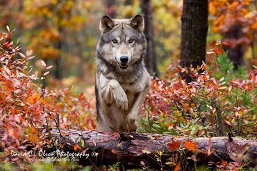 Gray wolf-Canis lupus- stock photos and images - wolves-fall-jumping-running-best-photographer-Olson