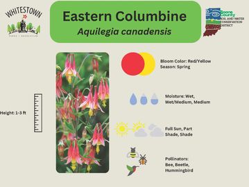 Eastern Columbine flower with red and yellow blooms, blooming in spring.
