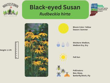 Black-eyed Susan flowers with yellow blooms thriving in full sun during summer.
