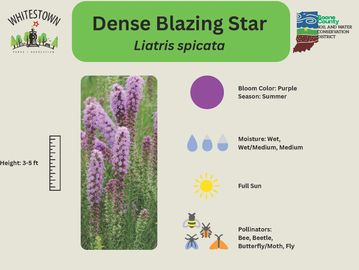 Dense Blazing Star plant with purple flowers thriving in full sun during summer.