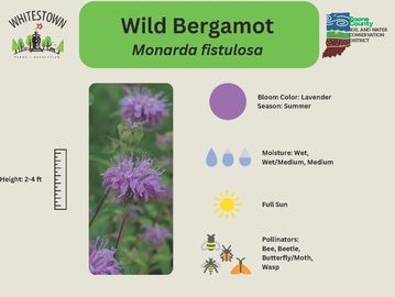 Wild Bergamot with lavender blooms thriving in full sun during summer.