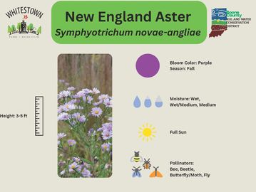 New England Aster with purple flowers thriving in full sun and medium moisture conditions.