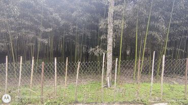 Bamboo forest behind a wire fence.