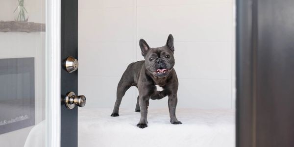 A happy French Bulldog stands on a bed inside a bright room.