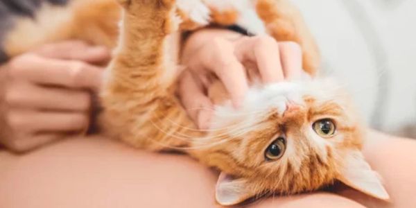 A person gently petting an upside-down orange tabby cat.
