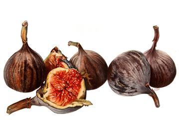 Figs    Watercolour by